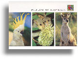 Postcard "Cockatoo, Possum & Kangaroo"