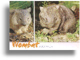 Postcard "Wombat"