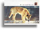 Postcard "Dingo"