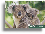 Postcard "Koala & Baby"