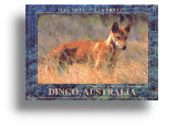 Photo Magnet "Dingo"