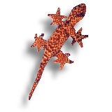 Sandtier "Gecko"